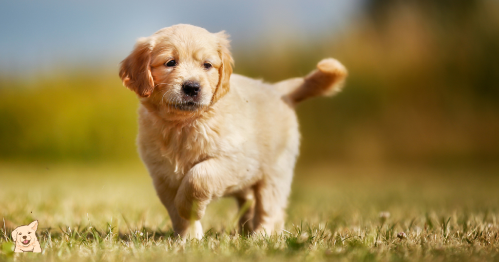 How to Take Care of a Golden Retriever Puppy?