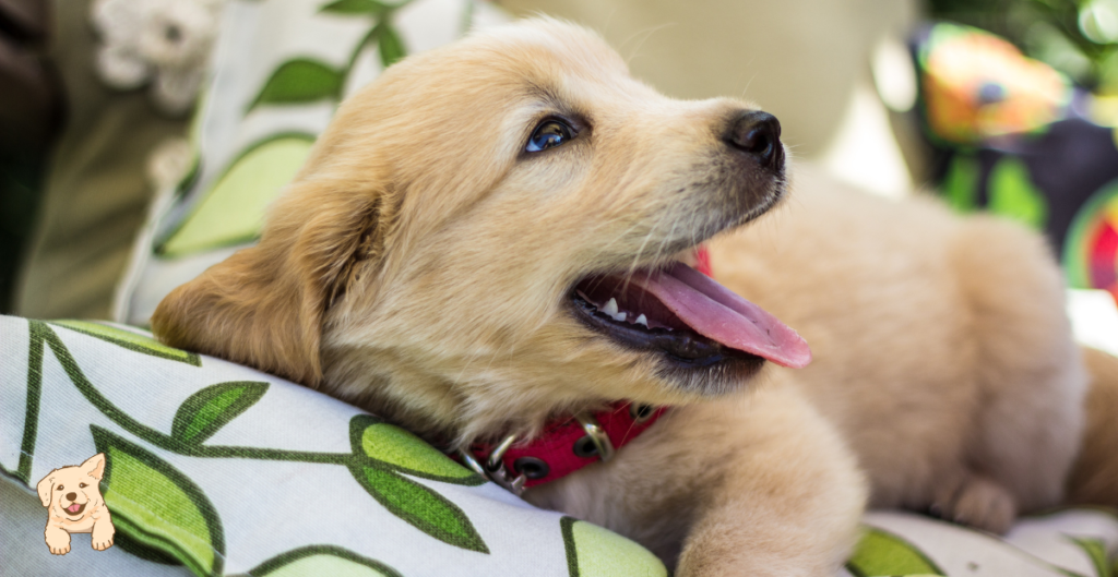 How To Stop A Golden Retriever Puppy From Biting?