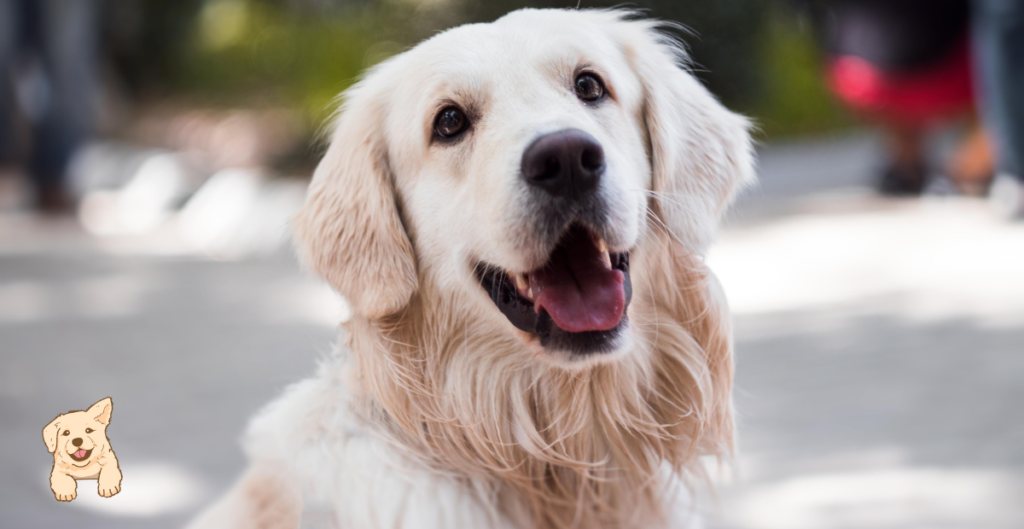 Are Golden Retrievers Aggressive as Puppies?