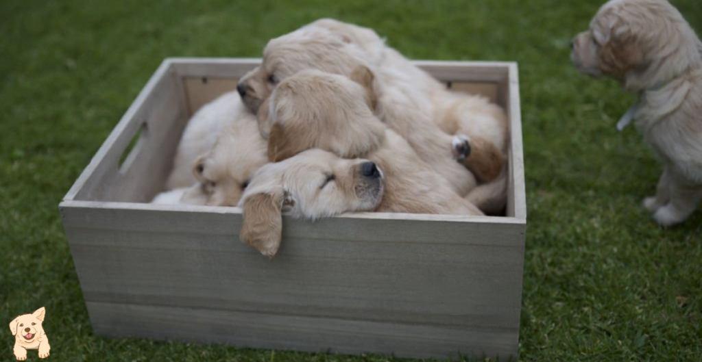 How Many Puppies Does a Golden Retriever Have in Their First Litter?