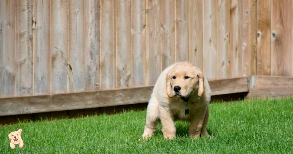 Are Golden Retriever Puppies Hyper? Debunking the Energetic Myth