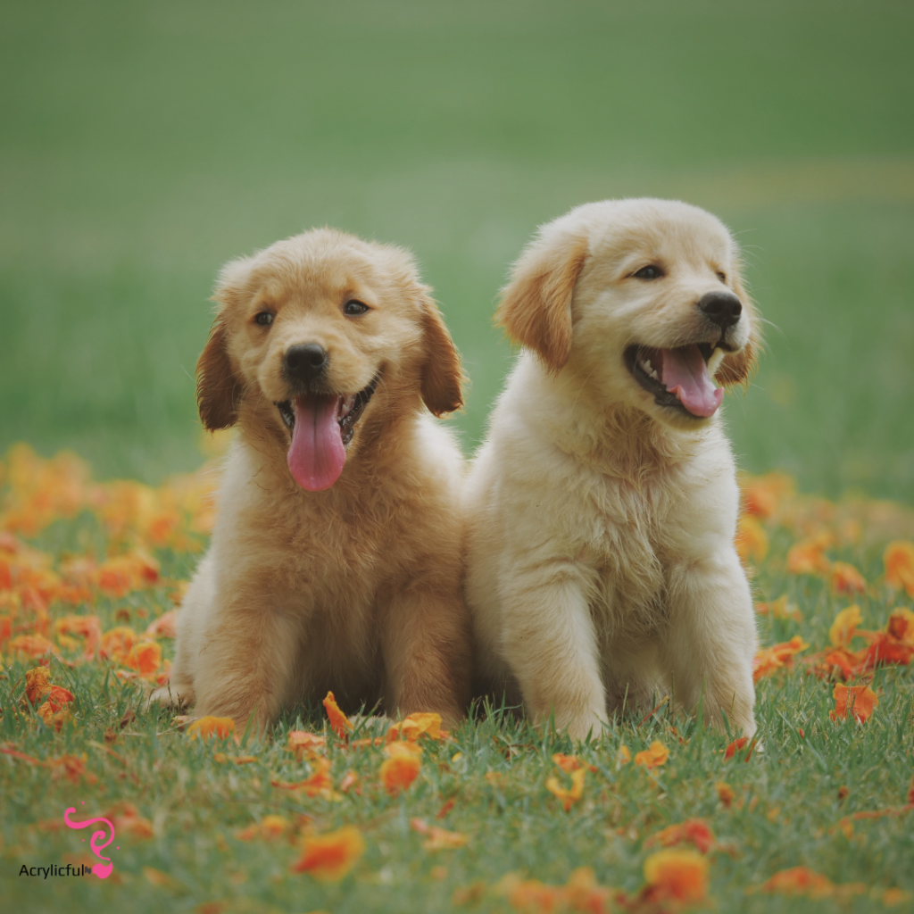 How to prepare for a golden retriever puppy?