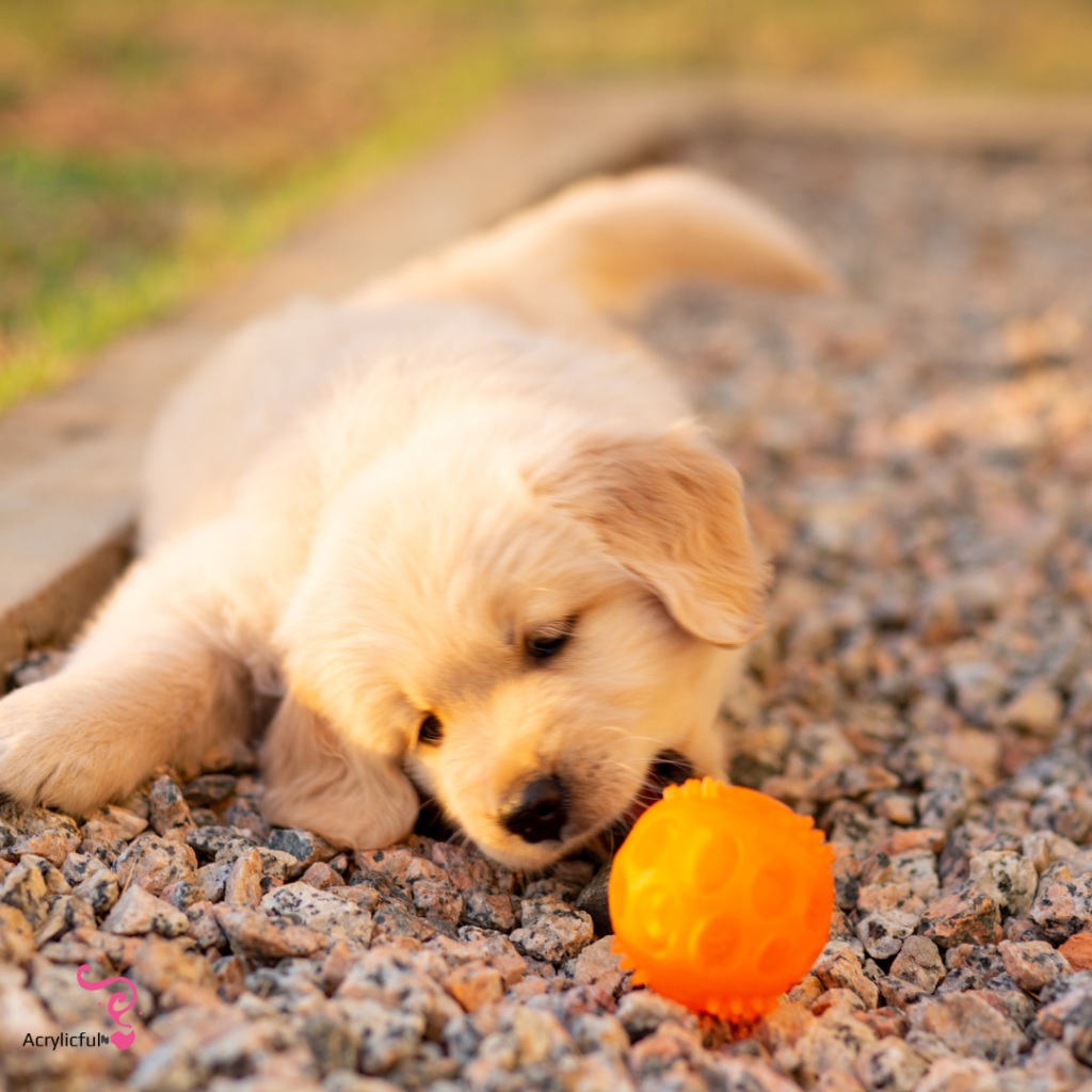 How to Train a Golden Retriever Puppy Not to Bite