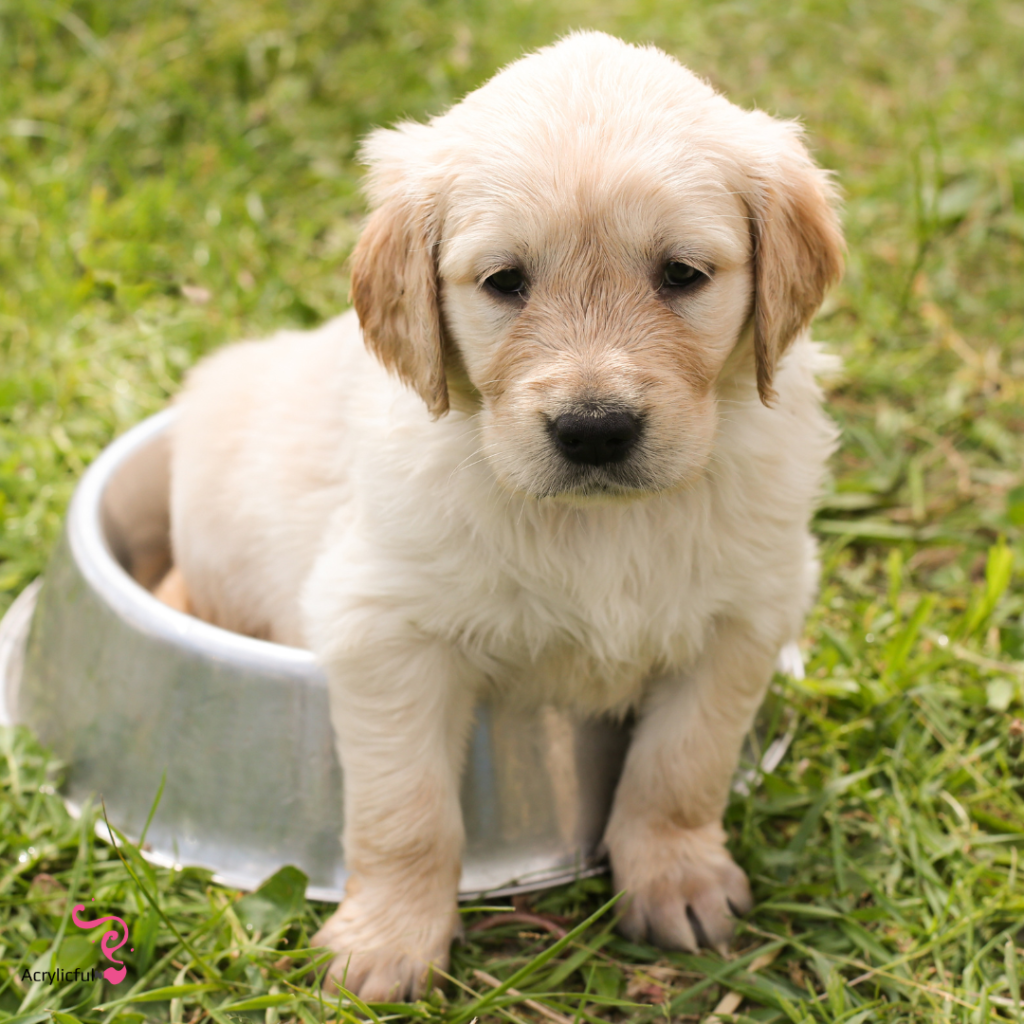 How Many Puppies Does a Golden Retriever Have?