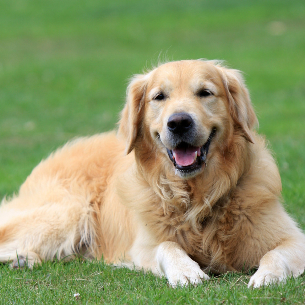 Must-Haves for Your Golden Retriever Puppy: A Comprehensive Guide